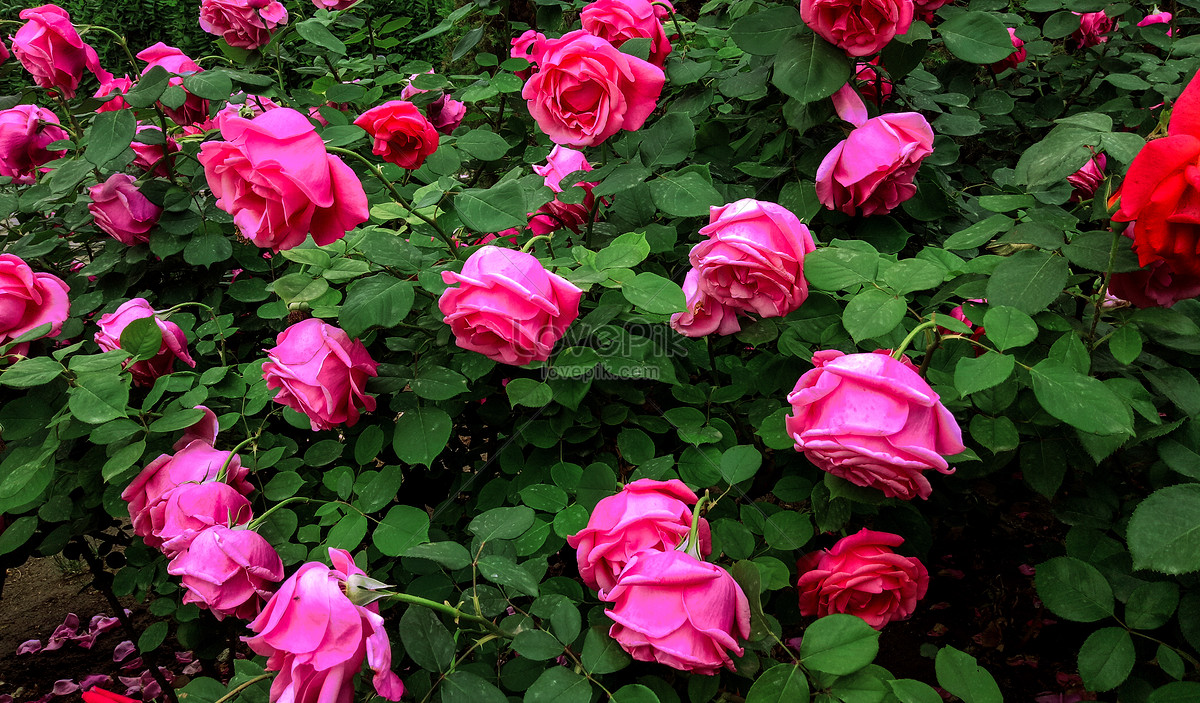 Flores Rosas En Flor En El Parque Foto | Descarga Gratuita HD Imagen de  Foto - Lovepik