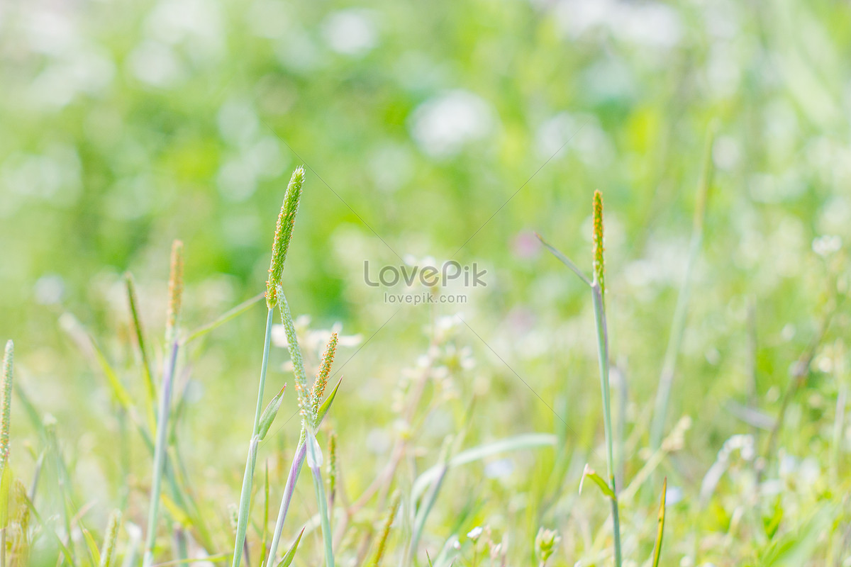 Зеленый фон летних растений изображение_Фото номер 500445354_JPG Формат  изображения_ru.lovepik.com
