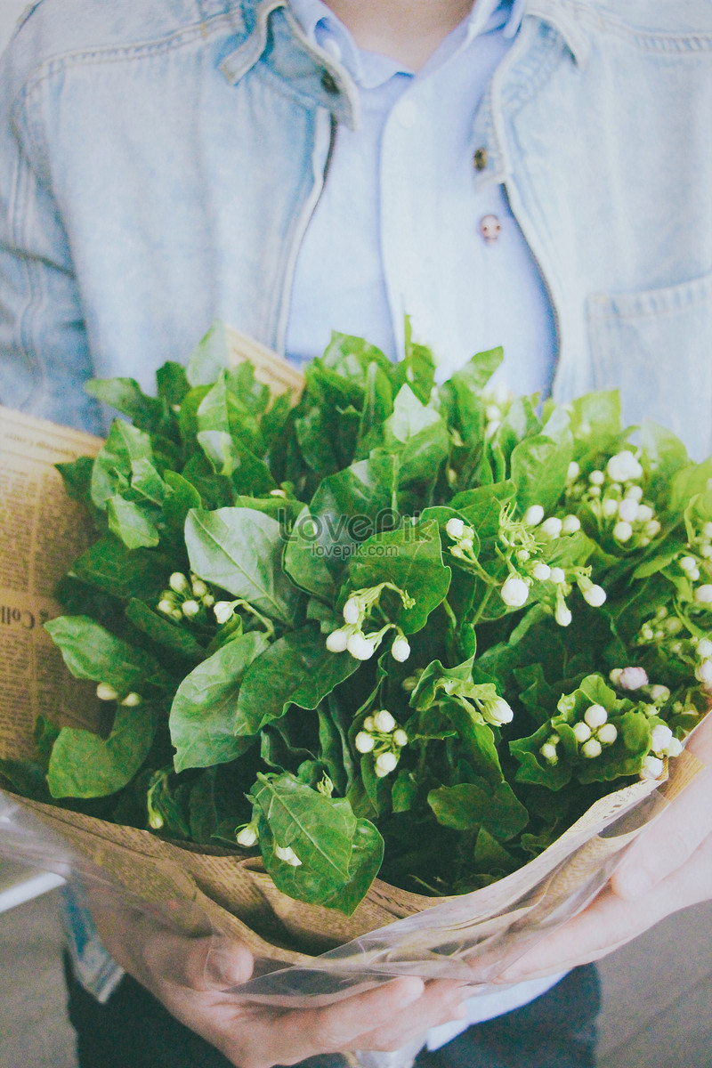 Recoge Las Flores De Jazmín Para Los Novios Que Recogen Foto | Descarga  Gratuita HD Imagen de Foto - Lovepik