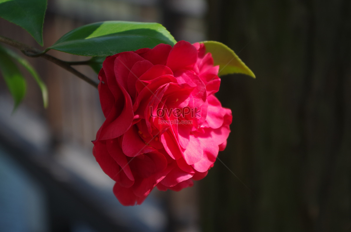 Camelia Roja En El Lago Foto | Descarga Gratuita HD Imagen de Foto - Lovepik