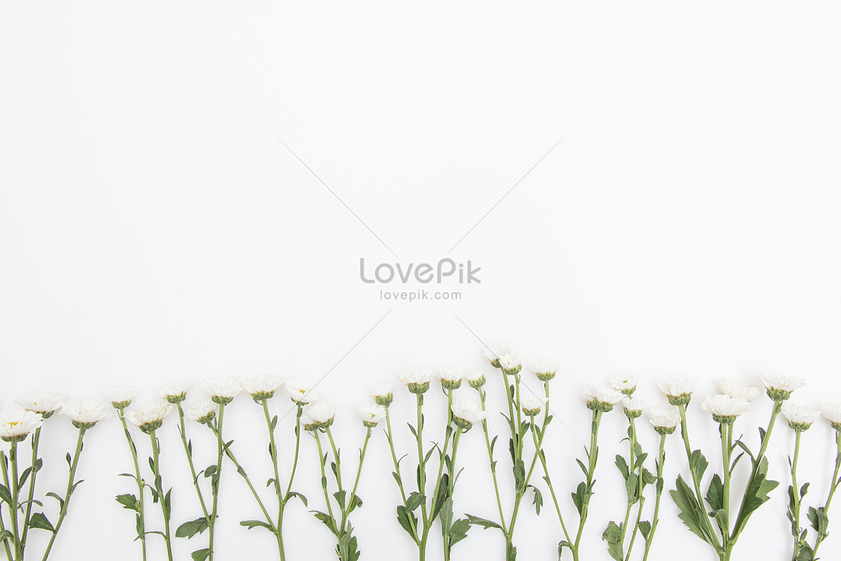 작은 데이지 꽃이 흰 배경 사진 무료 다운로드 - Lovepik