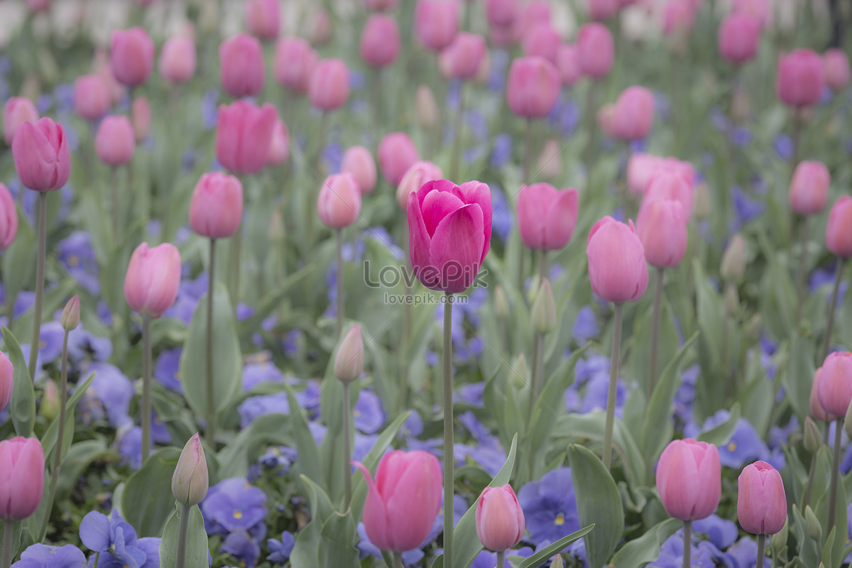 iPhoneXpapers.com | iPhone X wallpaper | nz42-flower-spring-tulip -orange-nature