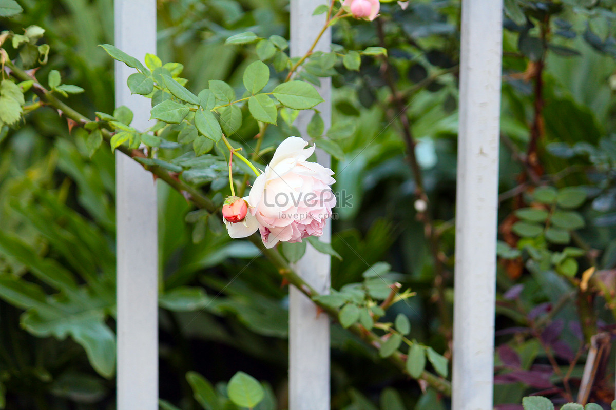 white-rose-flower-picture-and-hd-photos-free-download-on-lovepik