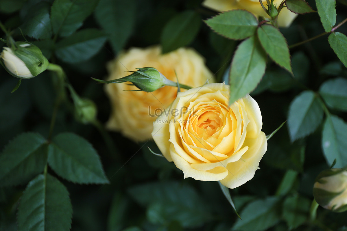 Flores Rosas Amarillas Foto | Descarga Gratuita HD Imagen de Foto - Lovepik