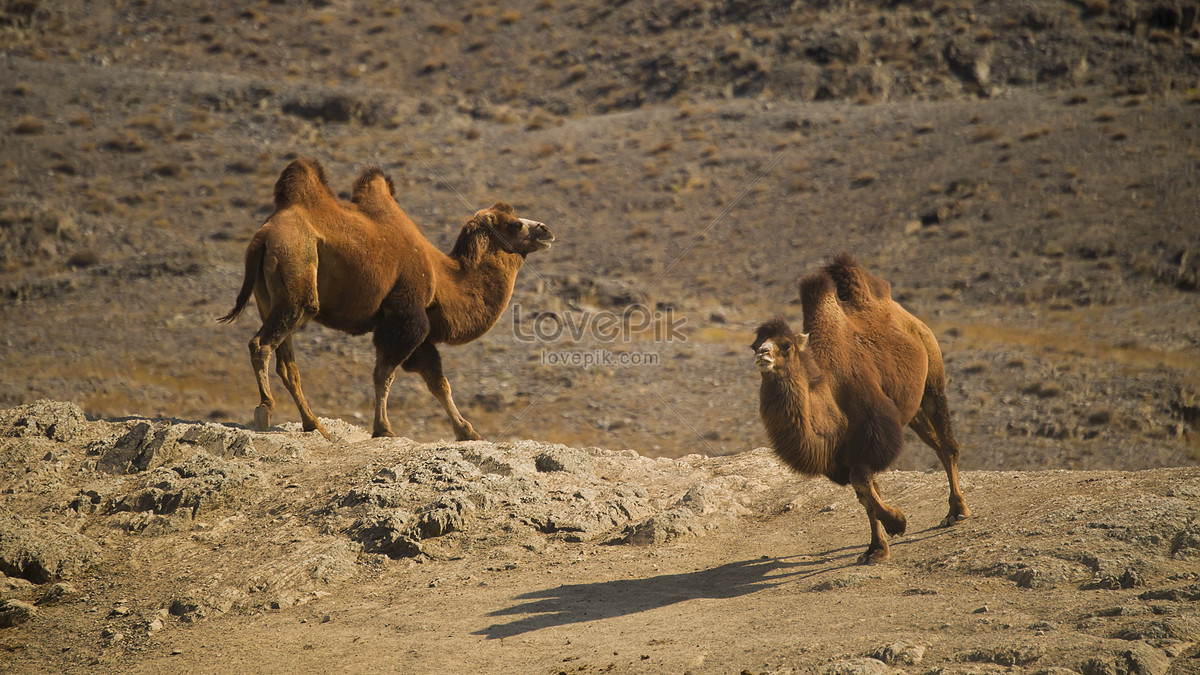 A Camel Chased By The Desert Picture And HD Photos | Free Download On ...