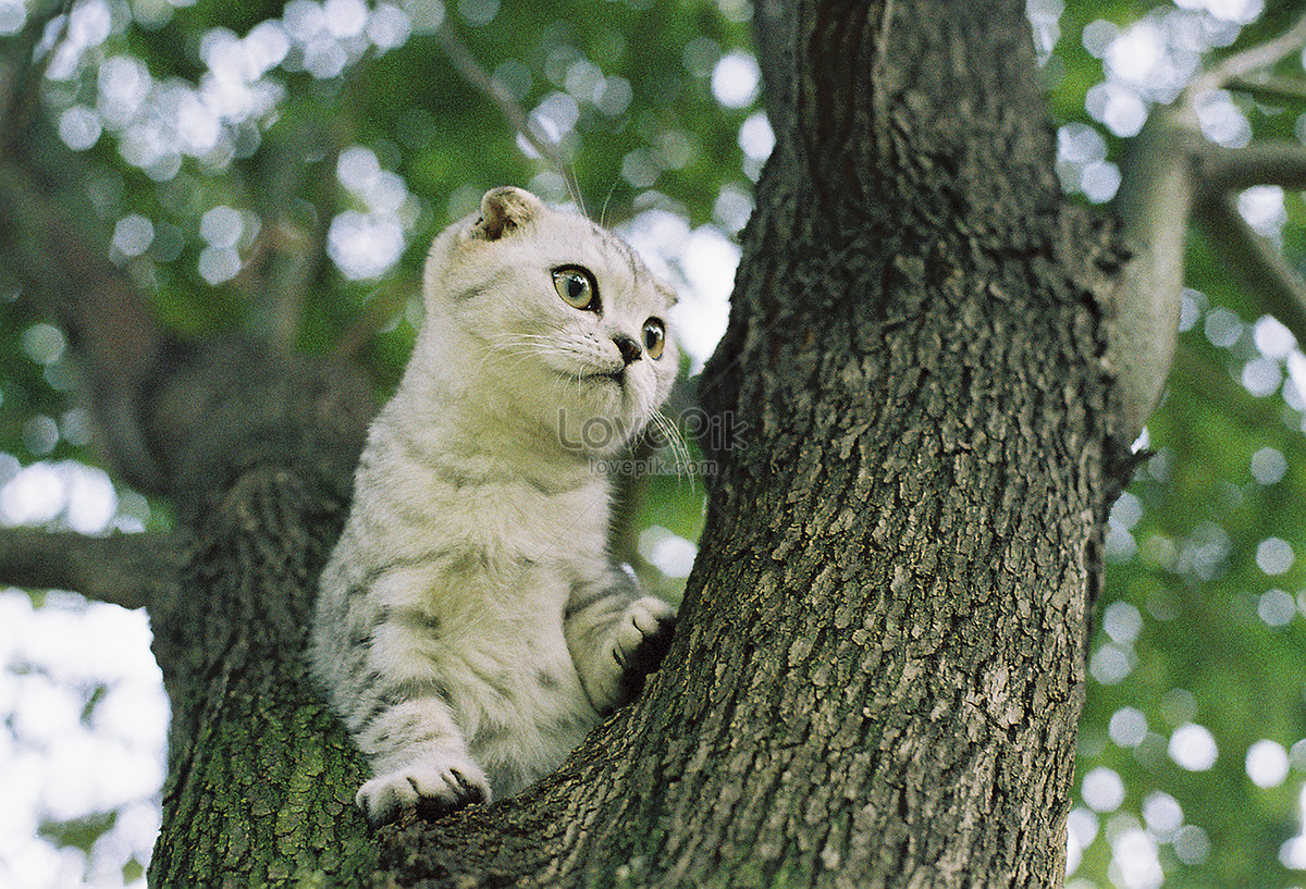 Con mèo của chúng ta đã tìm thấy cây cau tuyệt đẹp để trèo lên. Cùng xem ảnh để cảm nhận nét thật đáng yêu của các con mèo khi vui chơi và khám phá thế giới xung quanh nào!