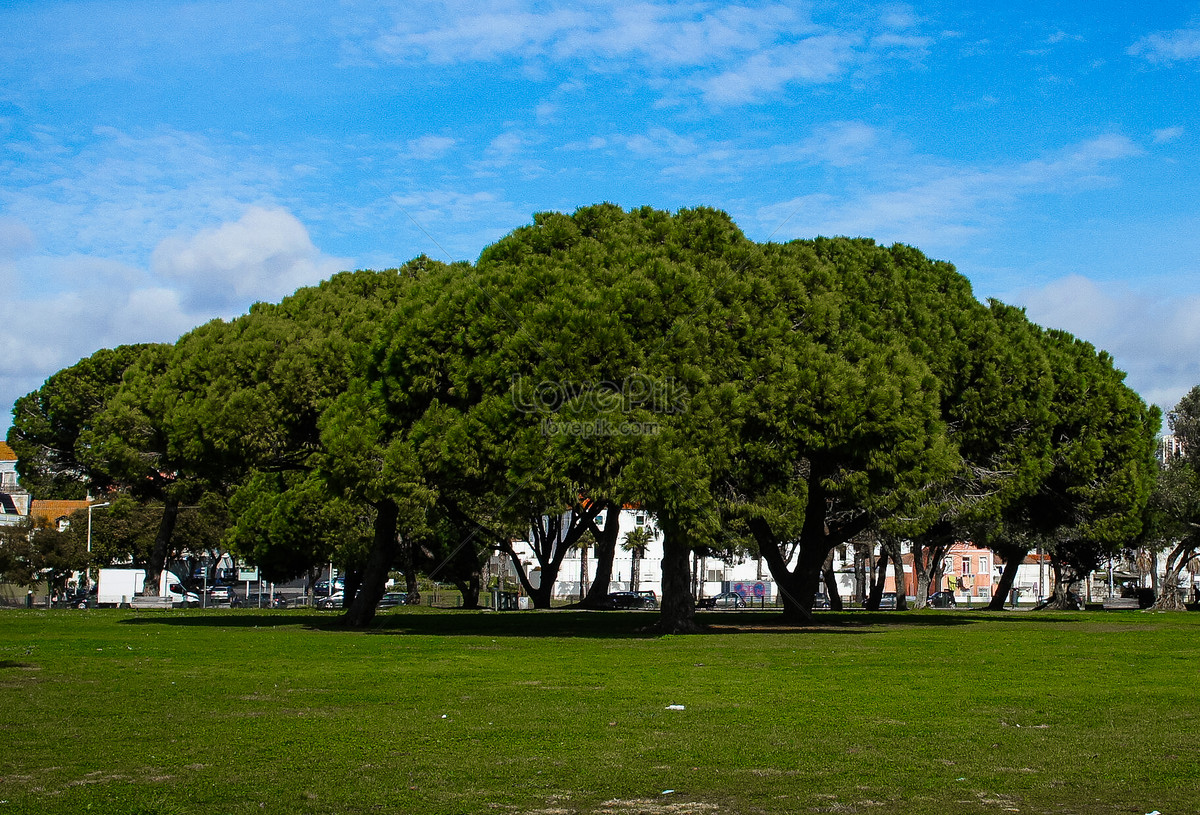 Like trees. Рим парк Савелло апельсиновый сад на карте Ри а. Фото Рим апельсиновый парк. Карта Рима Авентин сад апельсинов.