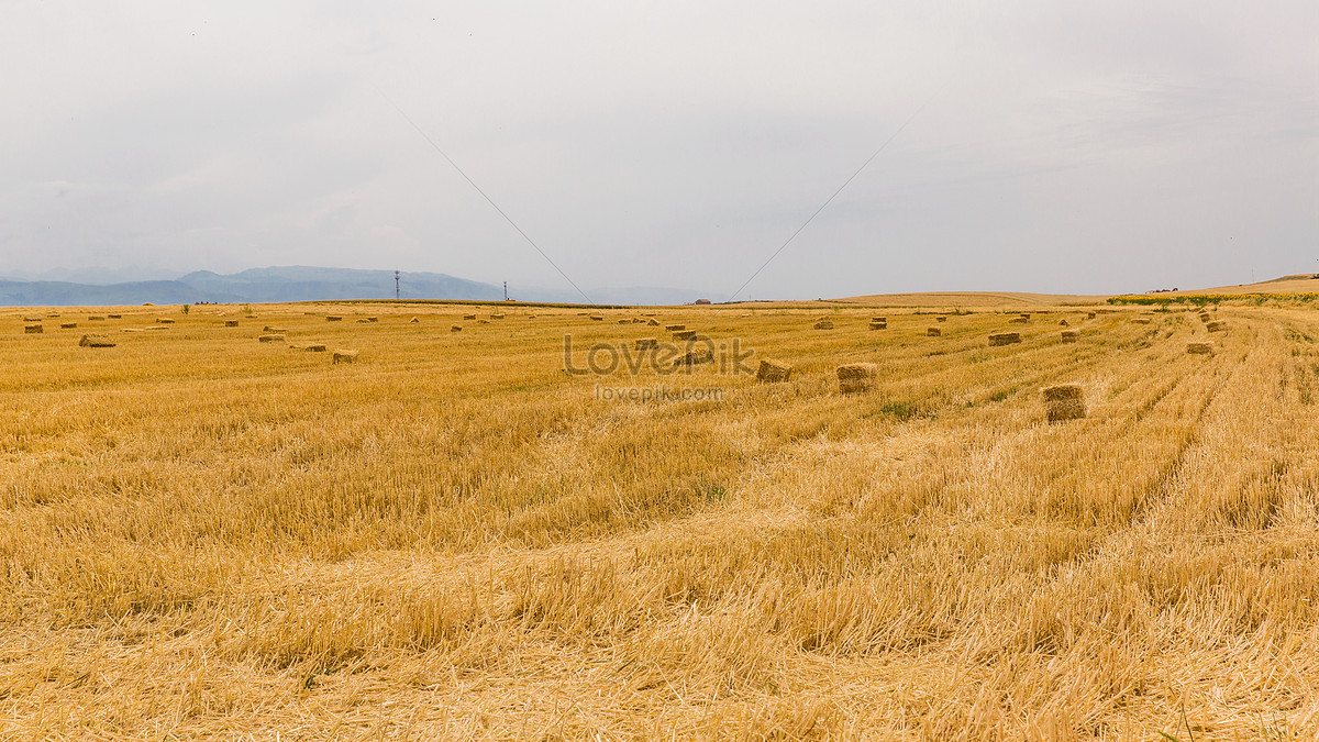 сбор урожая осень изображение, сбор урожая осень фото_Фоновое  изображение_ru.lovepik.com Бесплатная картинка