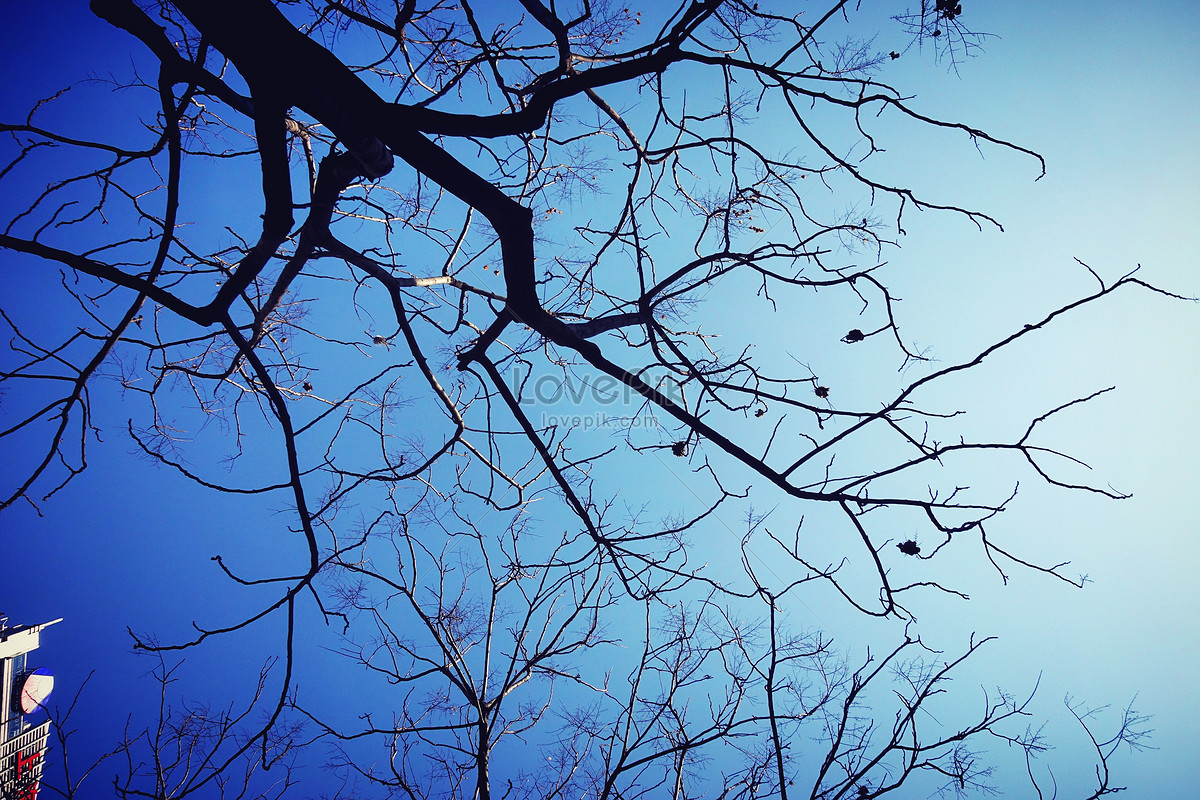 Autumn Tree Trunk Branches Picture And HD Photos | Free Download On Lovepik