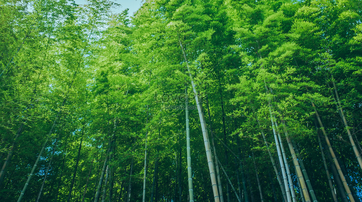 대나무 숲 사진 무료 다운로드 - Lovepik