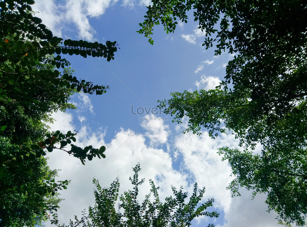 Hãy đắm mình vào vẻ đẹp thiên nhiên với ảnh bầu trời vô cùng rực rỡ cùng với những cây cối xanh tươi. Cảm nhận sự thanh tịnh và yên bình của bầu trời xanh kết hợp với màu xanh lá cây tươi mới; một cảm giác thoải mái và dễ chịu trong không gian rộng lớn.