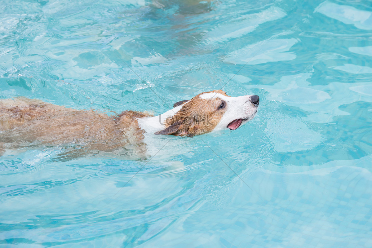 Dog Swimming Picture And HD Photos | Free Download On Lovepik