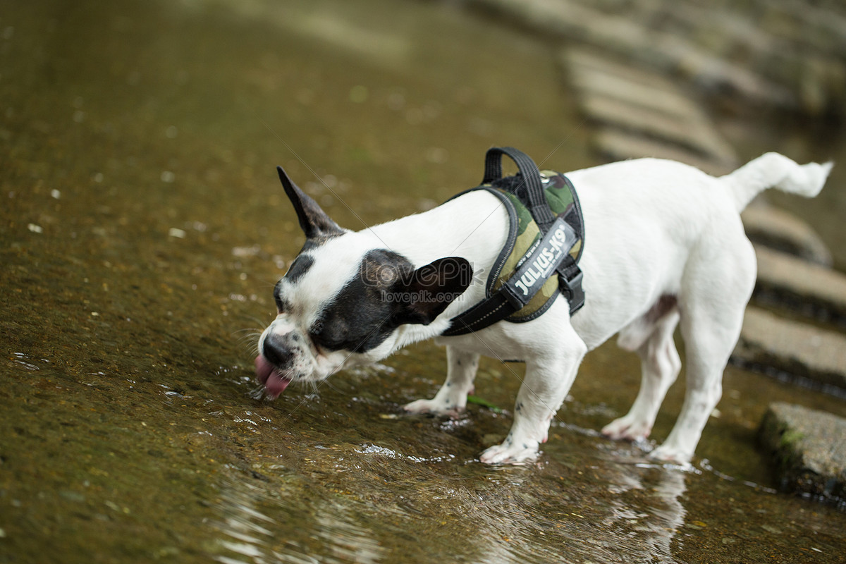Xem ngay ảnh chó uống nước đáng yêu này, bạn sẽ thấy chú chó nhà bạn thật là quý giá. Đừng bỏ qua cơ hội để nhìn thấy hành động tình yêu của chú chó với nước nhé!
