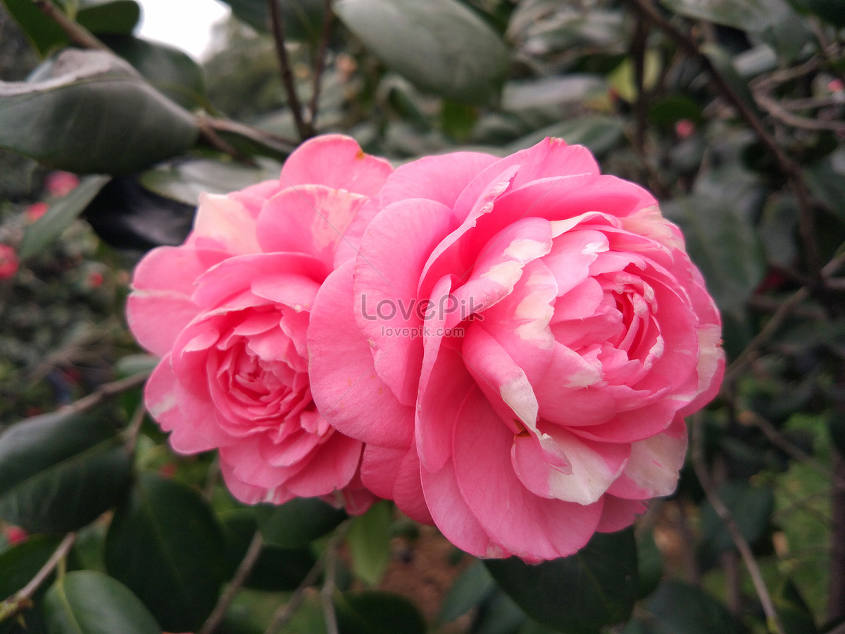 Flor Flor Camelia Flor Foto | Descarga Gratuita HD Imagen de Foto - Lovepik