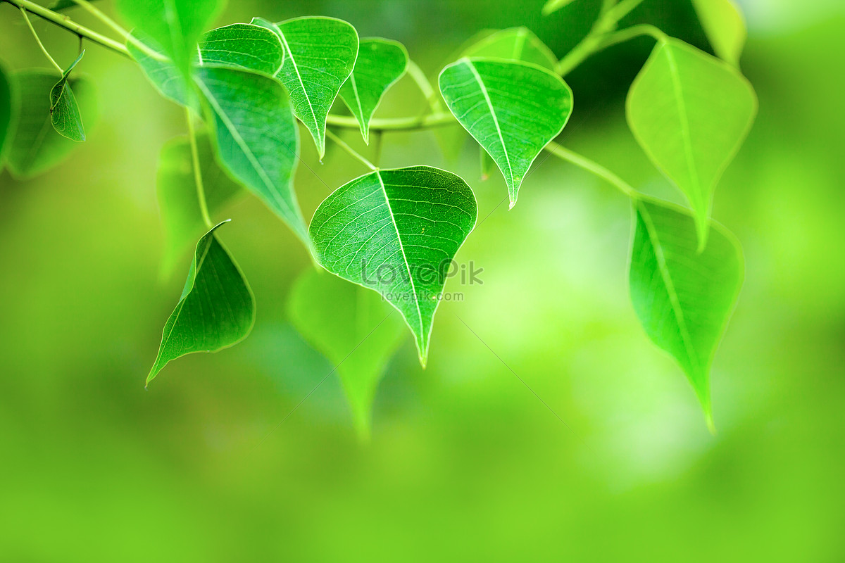 Fresh And Dreamy Green Leaves Picture And HD Photos | Free Download On ...