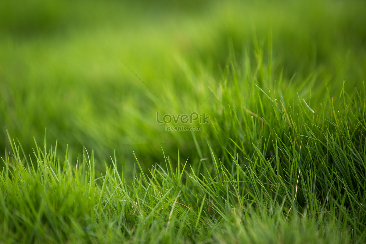 Зеленая трава фон изображение_Фото номер 500532425_JPG Формат изображения_ru.lovepik.com
