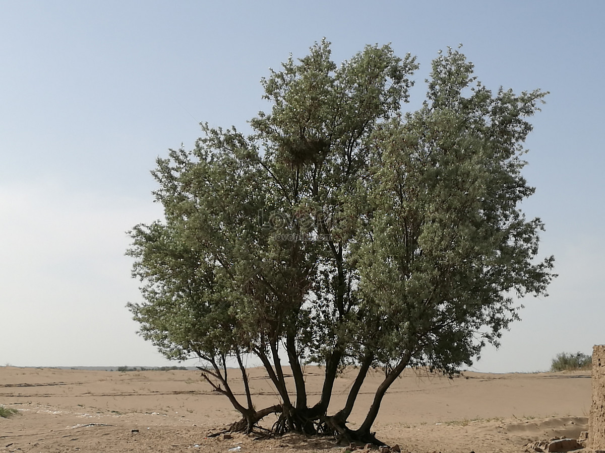 Árboles De Azufaifo Que Crecen En El Desierto Foto | Descarga Gratuita HD  Imagen de Foto - Lovepik