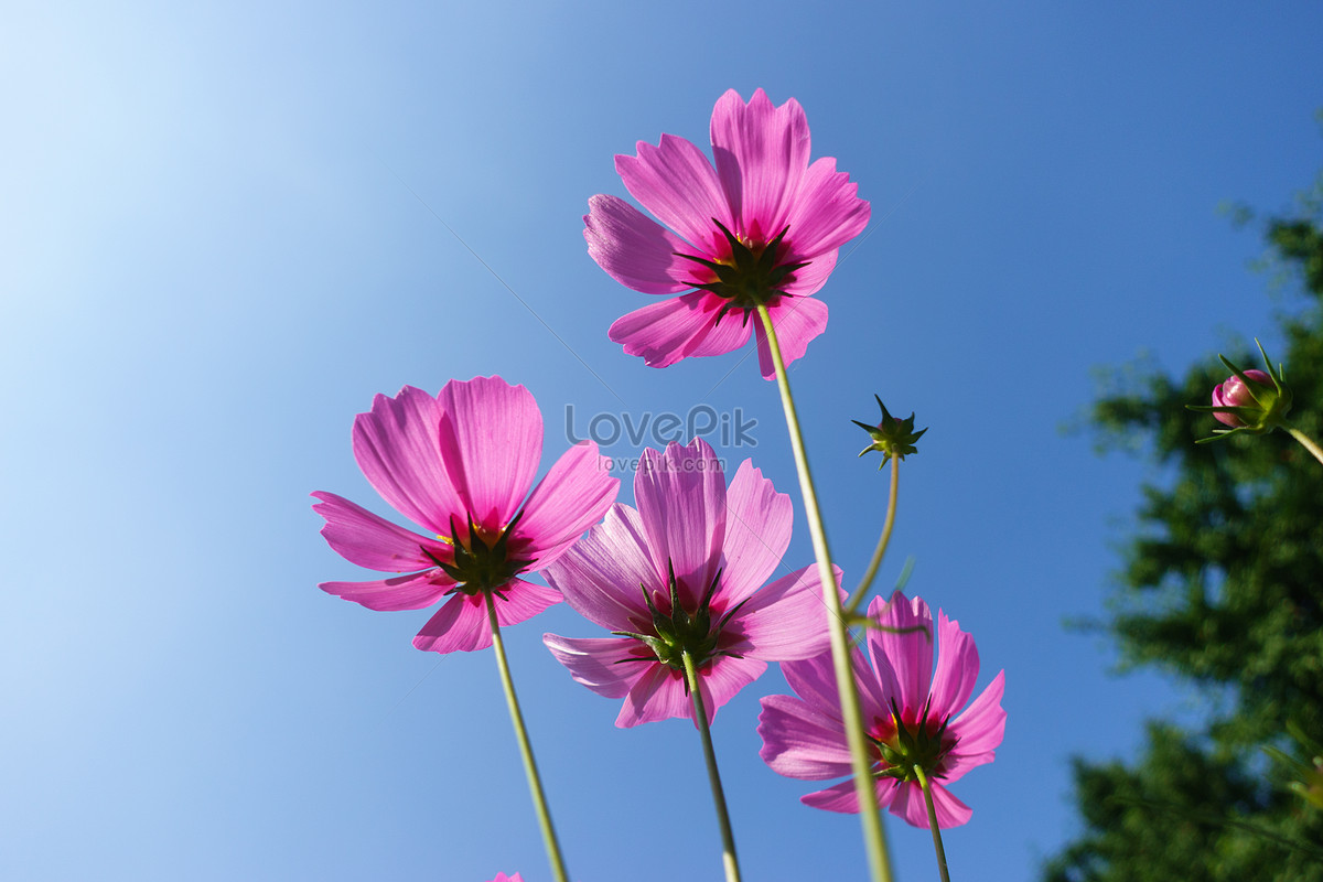 Natural Scenery Flowers And Sky Silhouette Material Picture And HD ...