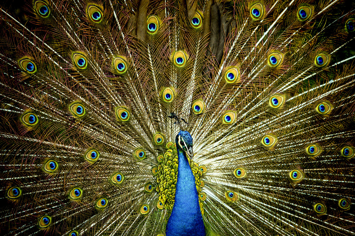 Download Peacock hd photos | Free Stock Photos - Lovepik