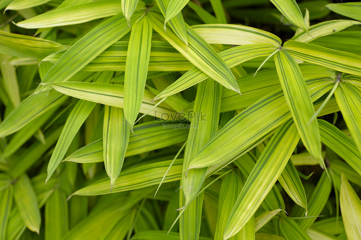 Plant material