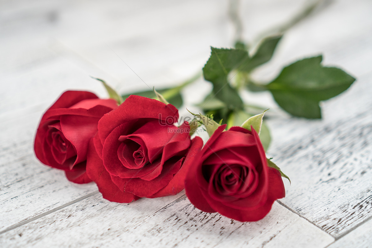 Photo de Rose Rouge Romantique, rose, fête des étoiles, saint valentin  Photo images free download - Lovepik | 500570402