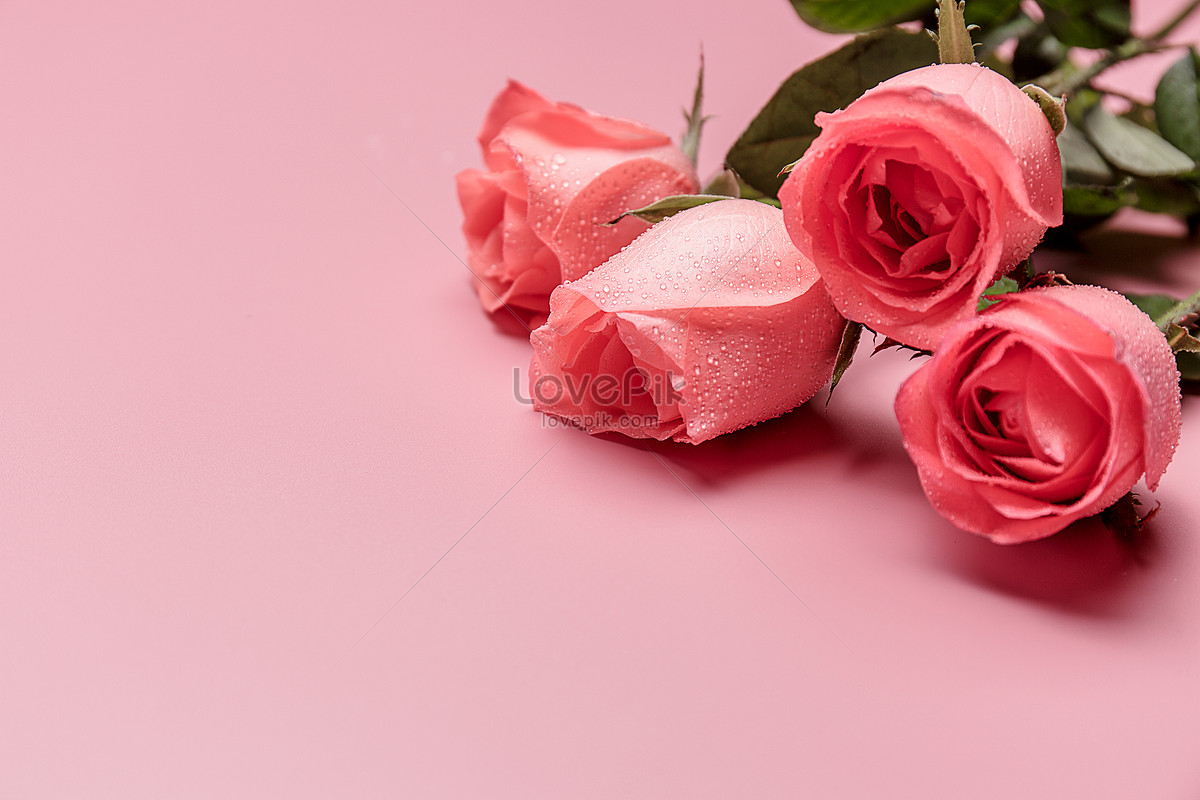 Hoa hồng là biểu tượng của tình yêu, sự nồng nhiệt và lãng mạn. Với bức ảnh Hoa Hồng Lãng Mạn này, bạn sẽ khám phá được vẻ đẹp tinh tế của những cánh hoa hồng trắng rực rỡ và kết hợp cùng ánh sáng mềm mại. Hãy cùng tận hưởng cảm giác tuyệt vời nhất thế giới này!