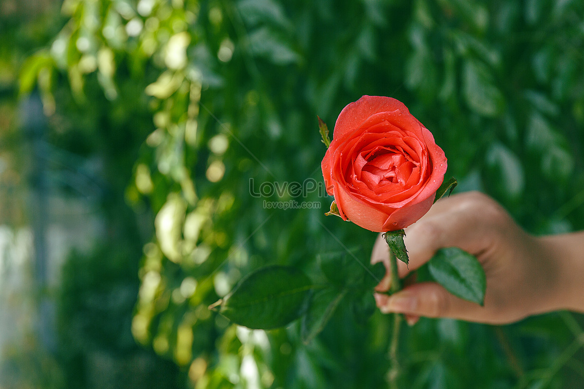 Сколько держатся розы. Держит розу. Фото рука держит розу на зеленом фоне. Руки держат розы и в жару надпись что такая любовь на голубом фоне.