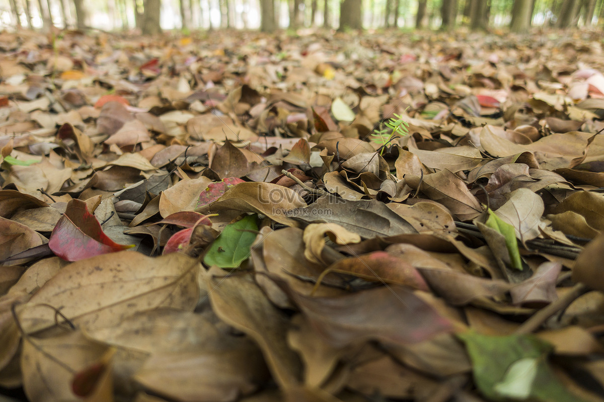 Опавшие листья книга. Осенняя земля с опавшими листьями. Бумага из опавшей листвы. Опавшие семена.