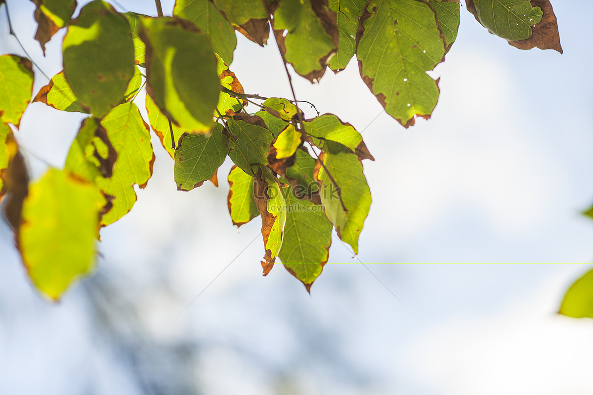 Leaves turn