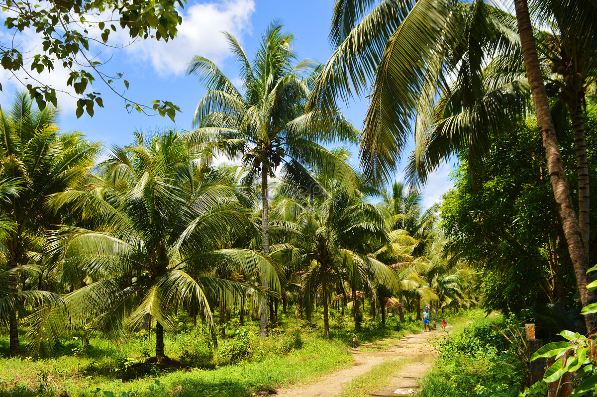 海南椰子树风景图片_自然风光_自然风景-图行天下素材网
