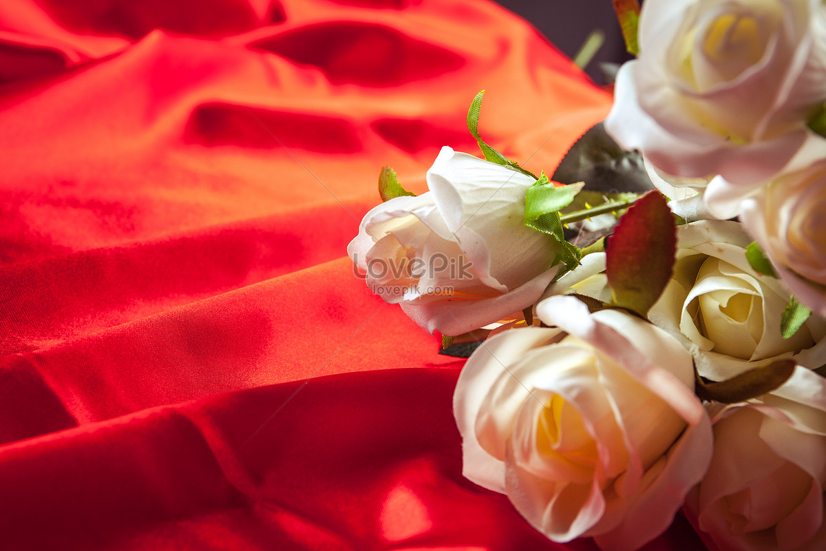 Photo de Rose Blanche Sur Fond Rouge, rose blanche, fond rouge, tissu rouge  Photo images free download - Lovepik | 500537547