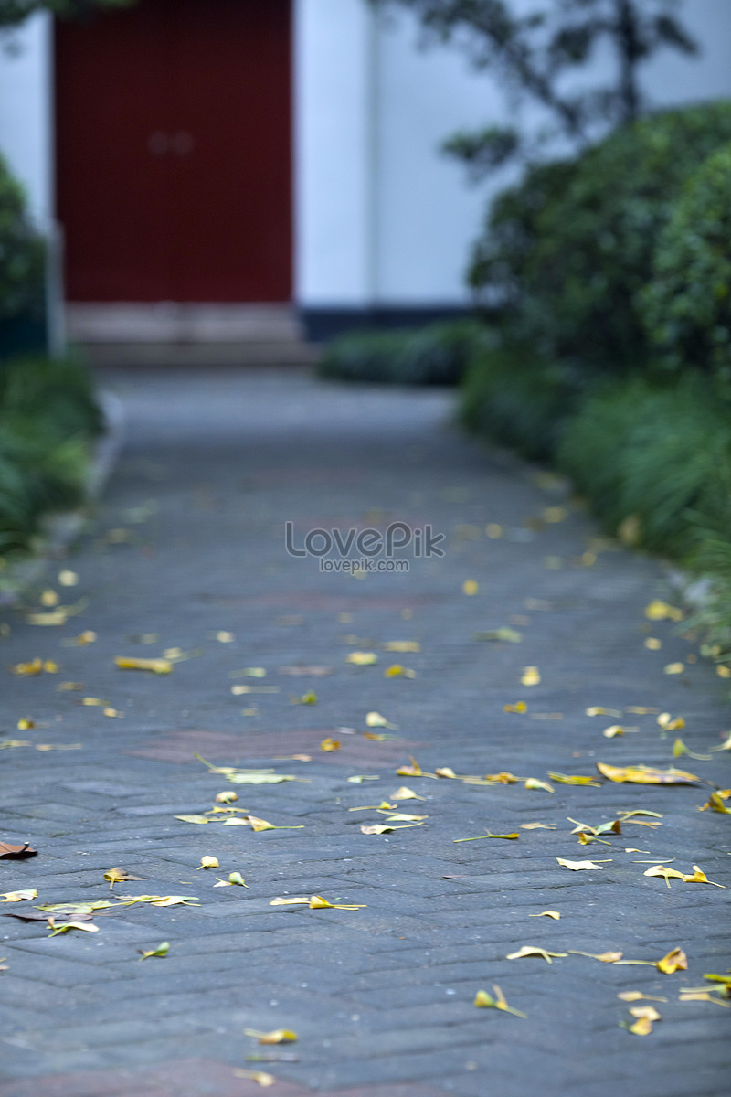 A Path Full Of Fallen Leaves In Autumn Picture And HD Photos | Free  Download On Lovepik