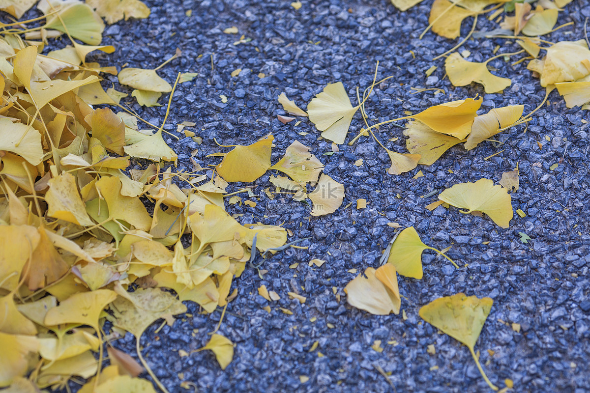 apricot-leaves-fall-to-the-ground-in-late-autumn-picture-and-hd-photos