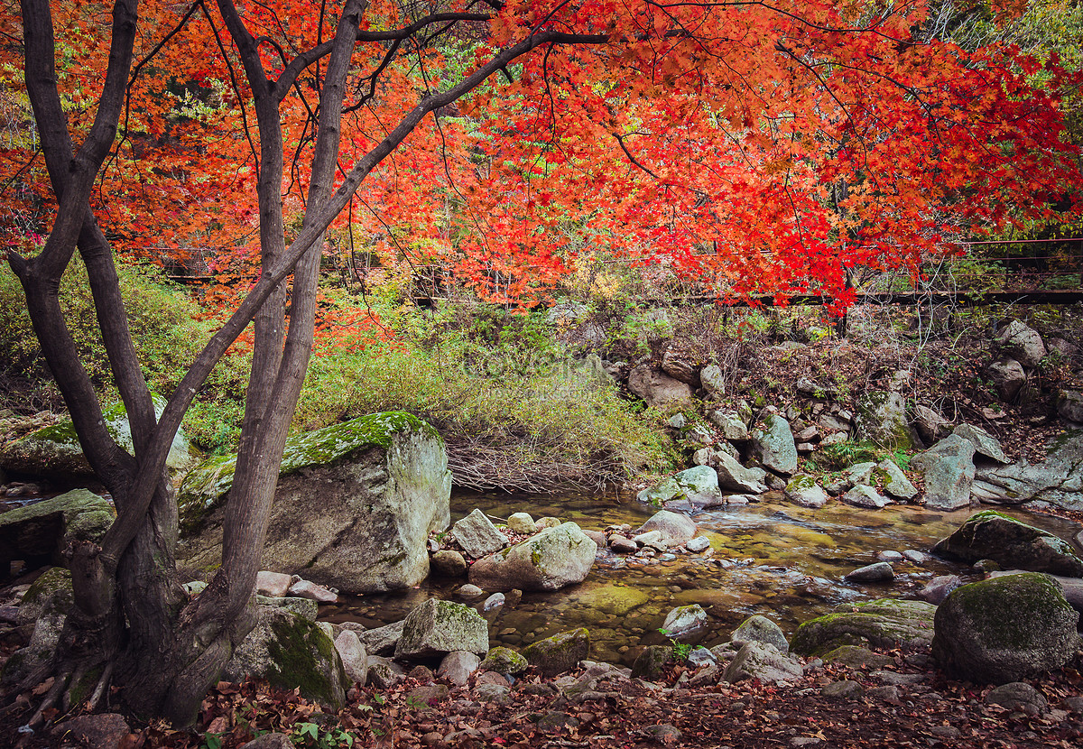 Beautiful Autumn Red Maple Picture And Hd Photos Free Download On Lovepik