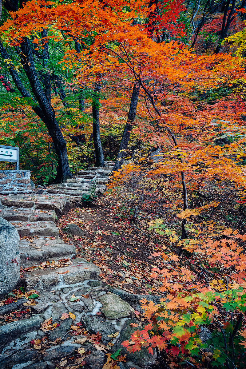 아름다운 가을 단풍 사진 무료 다운로드 - Lovepik