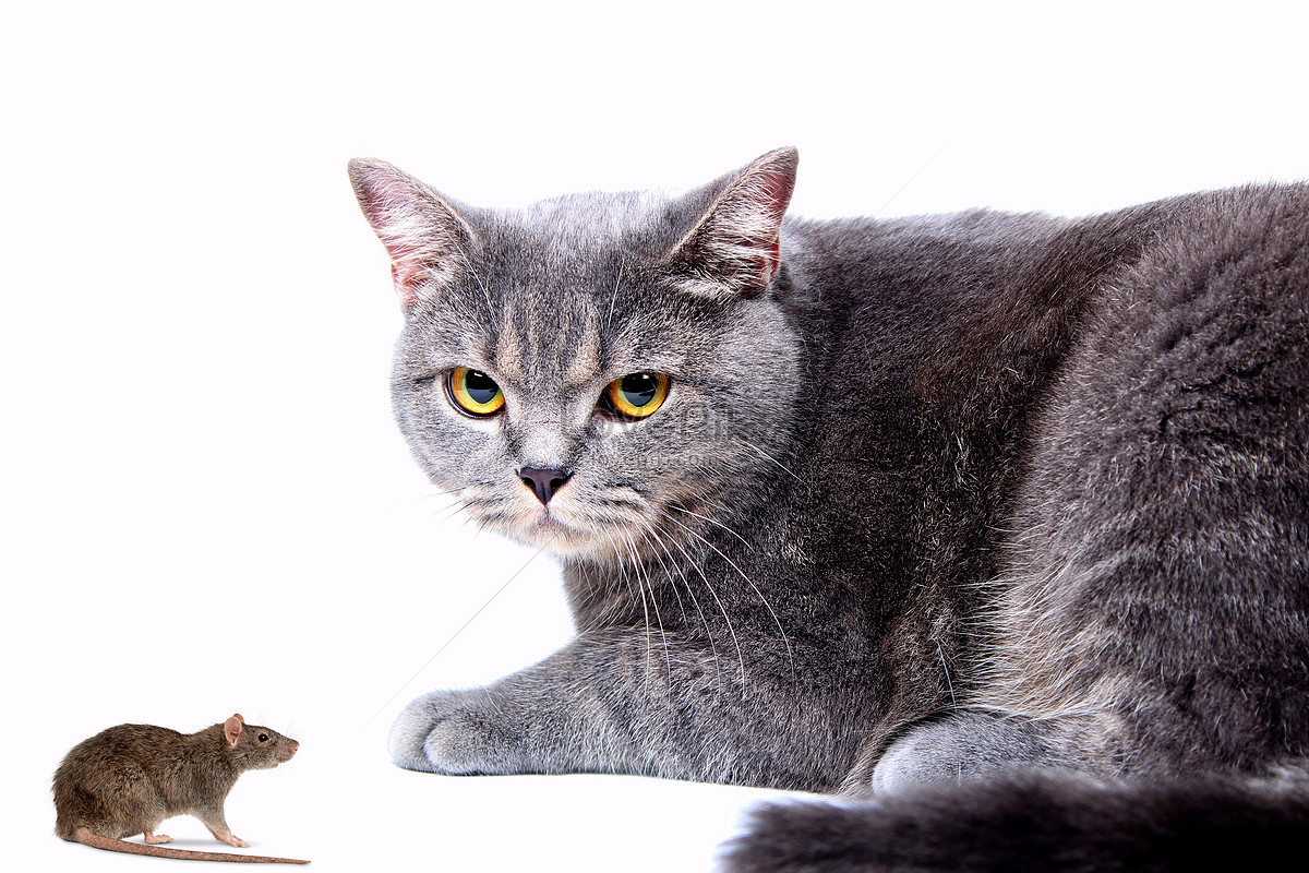Mèo Và Chuột Được Đẹp Và Ngắn Hình Ảnh | Định Dạng Hình Ảnh Jpg 500693373|  Vn.Lovepik.Com