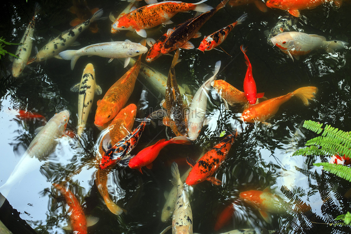 Chinese Element Koi Fish Picture And HD Photos | Free Download On Lovepik