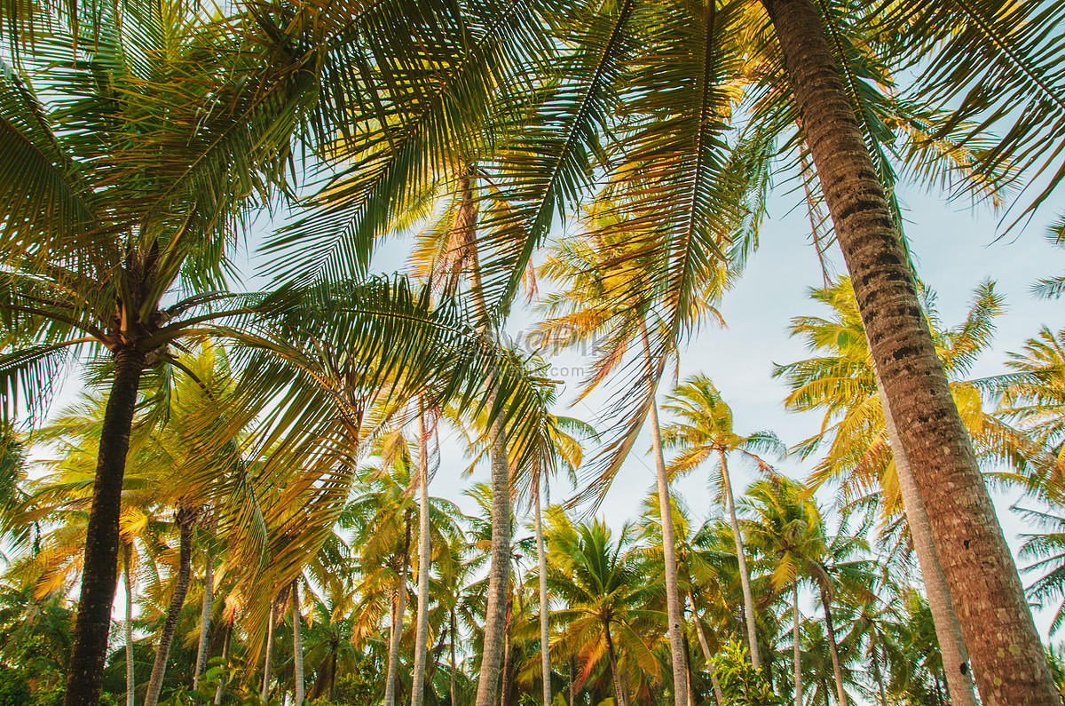 ảnh Cây Dừa Bằng đường Biển Tải Xuống Miễn Phí, ảnh phong cảnh, màu xanh lá  cây, rực rỡ đẹp Trên Lovepik
