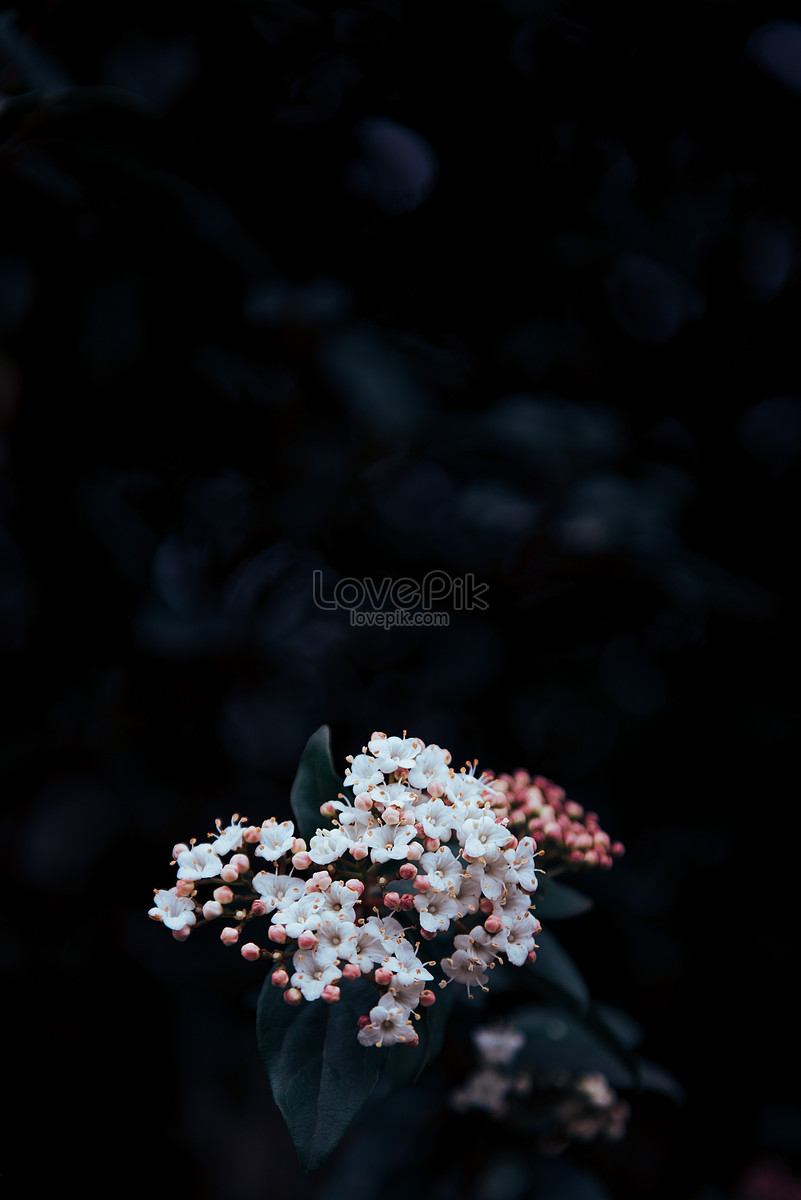 Dark Tone Style Wildflowers Picture And HD Photos | Free Download On Lovepik