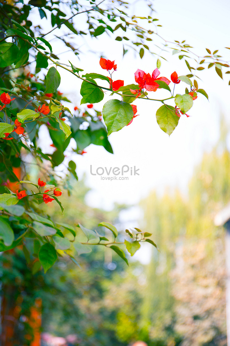 가을에 피는 꽃 사진 무료 다운로드 - Lovepik