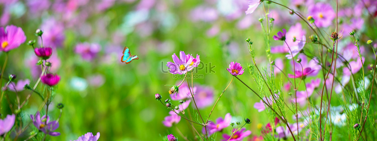 Gesang Flowers And Butterflies Picture And HD Photos | Free Download On ...