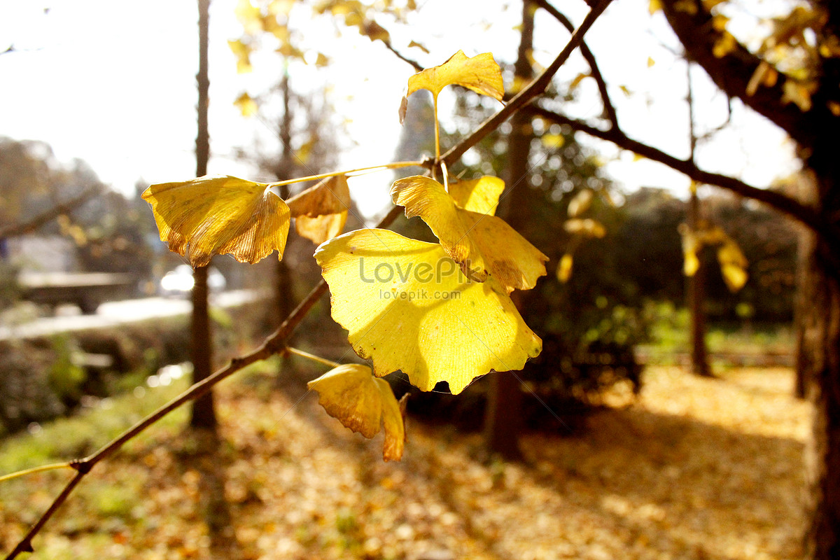 가을 은행나무 사진 무료 다운로드 - Lovepik
