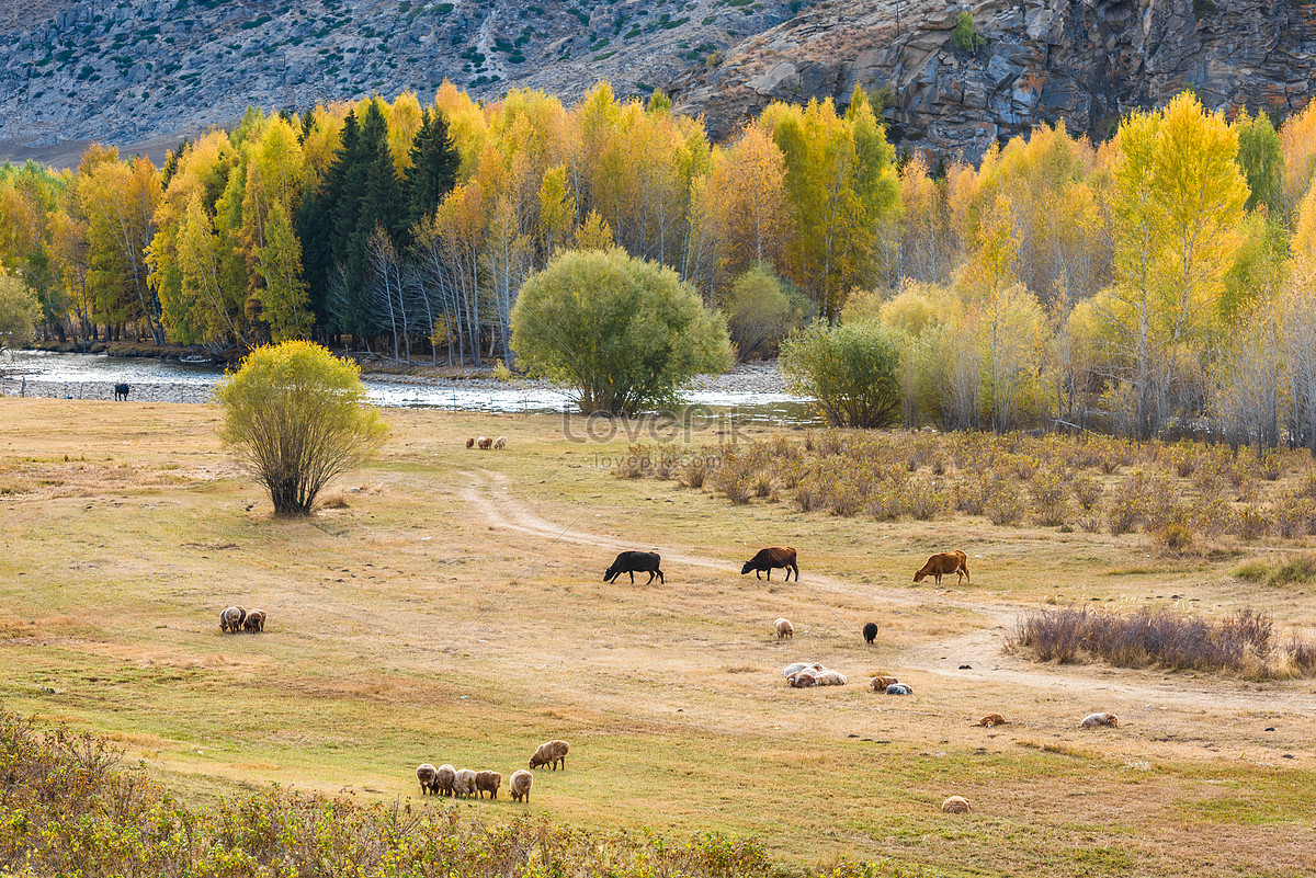 Осенний Луг Фото Высокого Качества