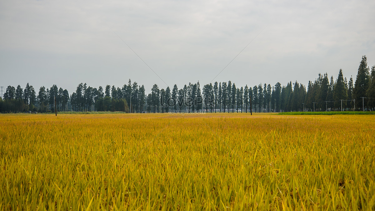 Harvested Paddy Fields Picture And HD Photos | Free Download On Lovepik