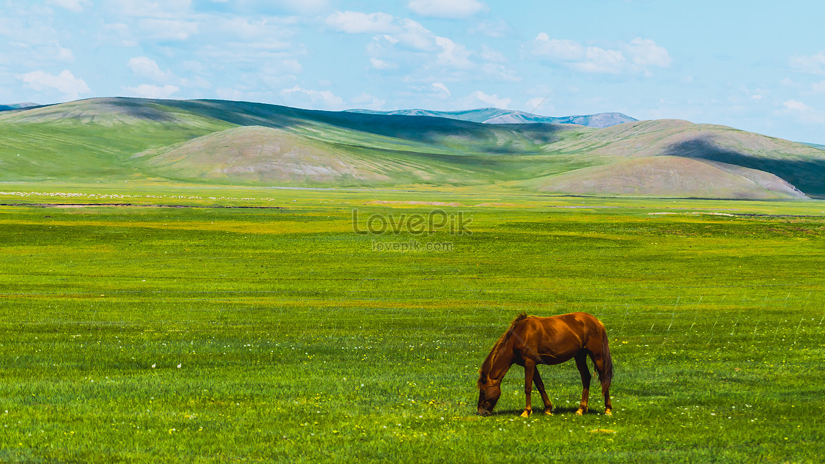 Hulunbeier Grassland Horse Picture And HD Photos | Free Download On Lovepik