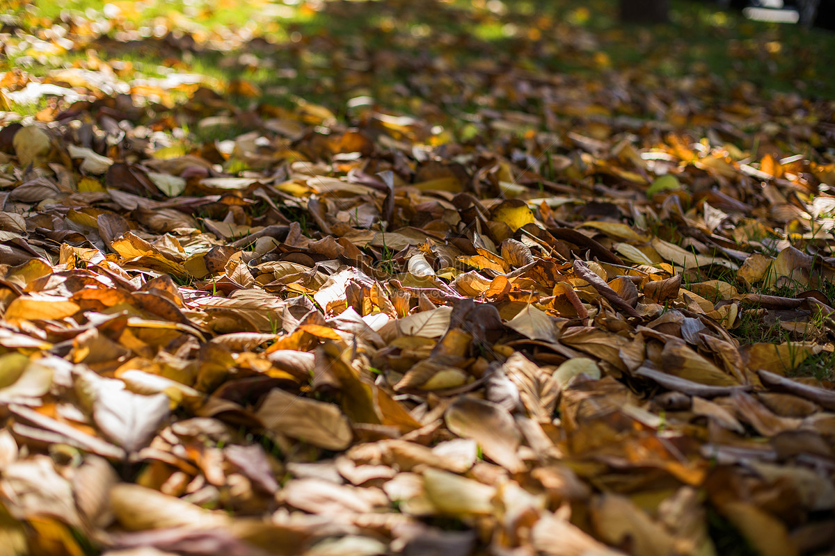 Late Autumn Leaves Picture And HD Photos | Free Download On Lovepik