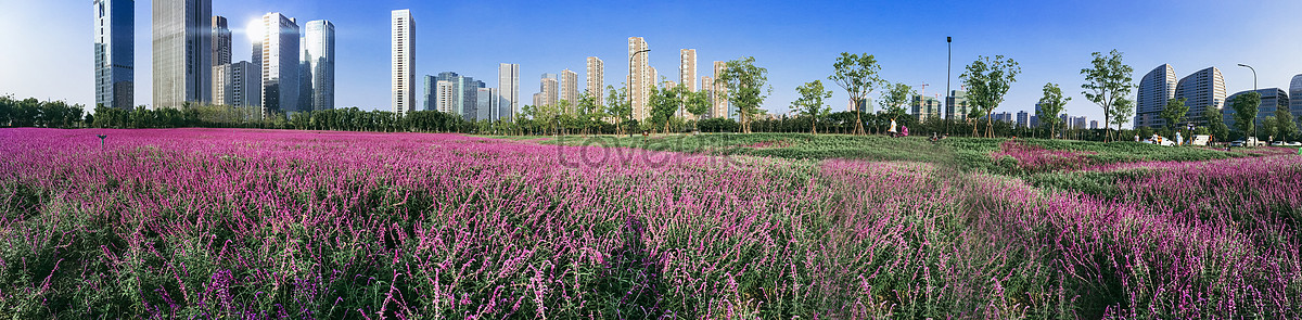 Lavender Manor And The Panoramic View Of The Citys High Buildin Picture ...