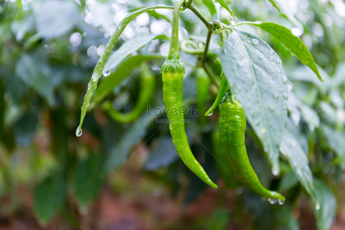 Chilly rain. Soft rot of Pepper.