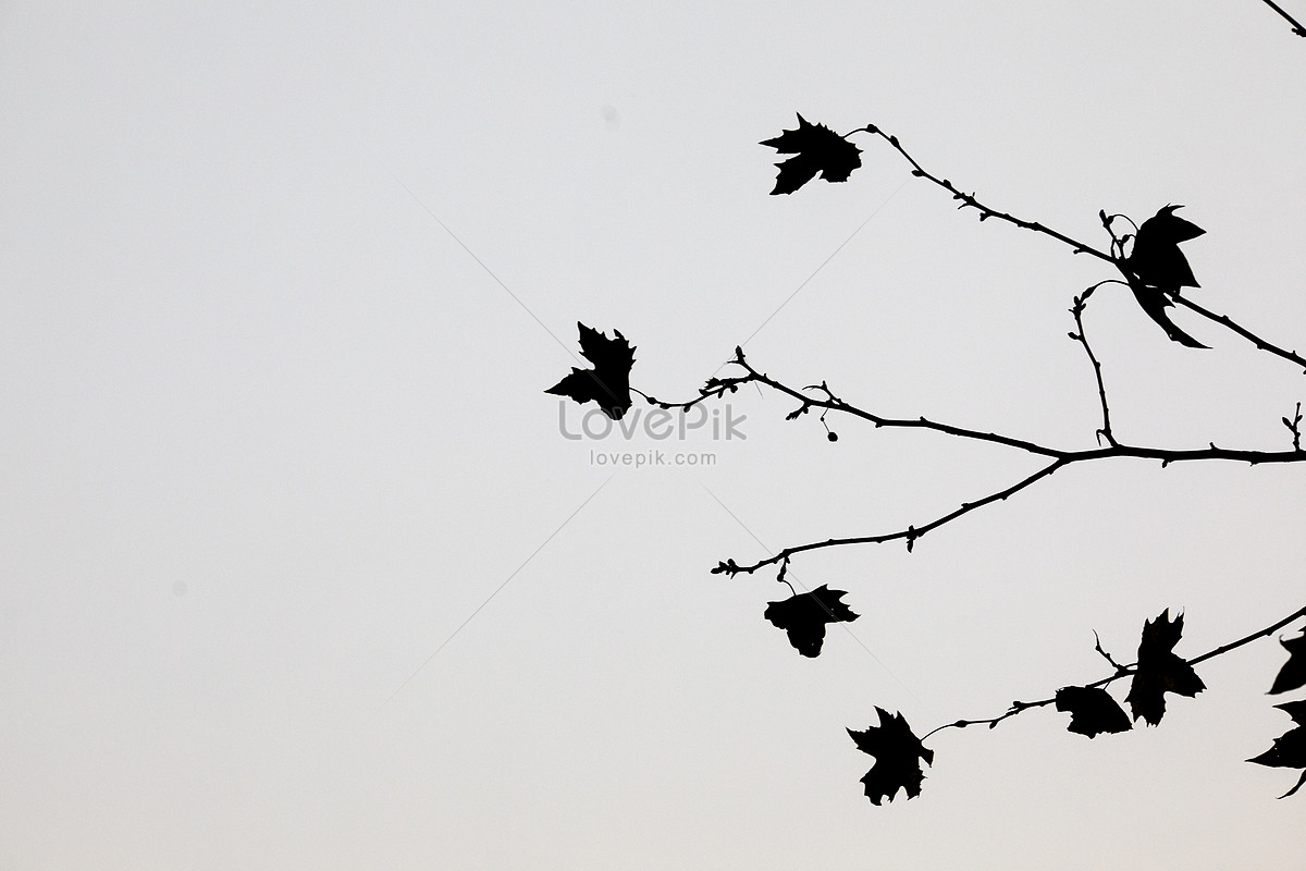 red-maple-leaves-in-chinese-style-picture-and-hd-photos-free-download