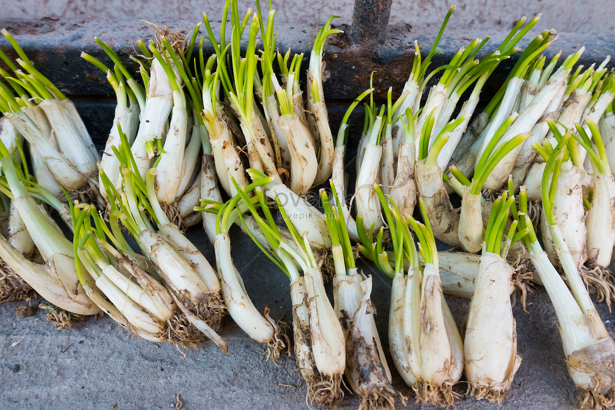 Shallots or Red Onion in a white bowl 18774501 Stock Photo at Vecteezy